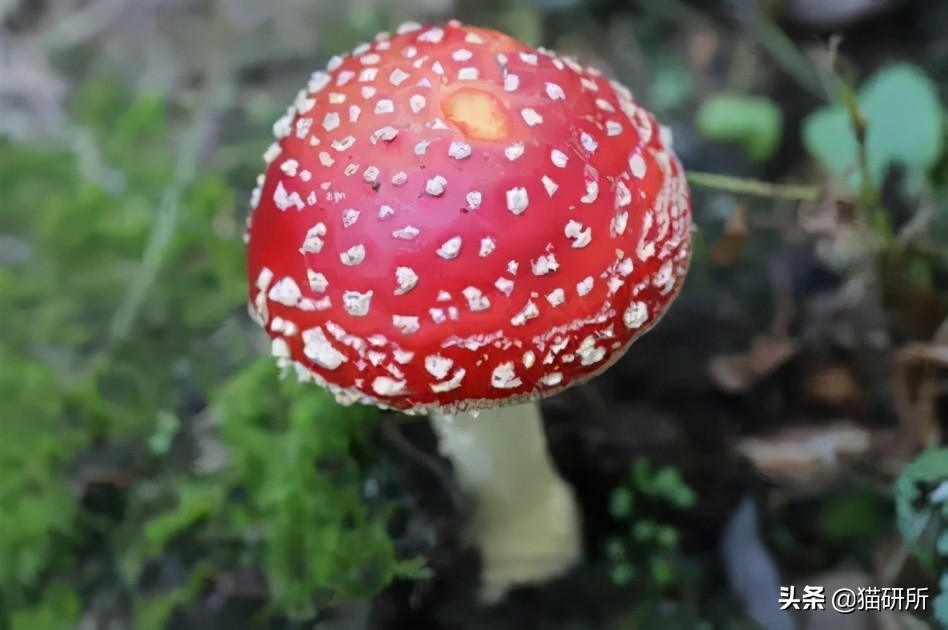 为什么猫咪那么傲娇还有人喜欢,猫咪这么可爱怎么有人舍得伤害