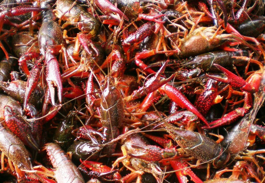 澳洲小龙虾养殖需要注意什么,小龙虾的运输注意事项