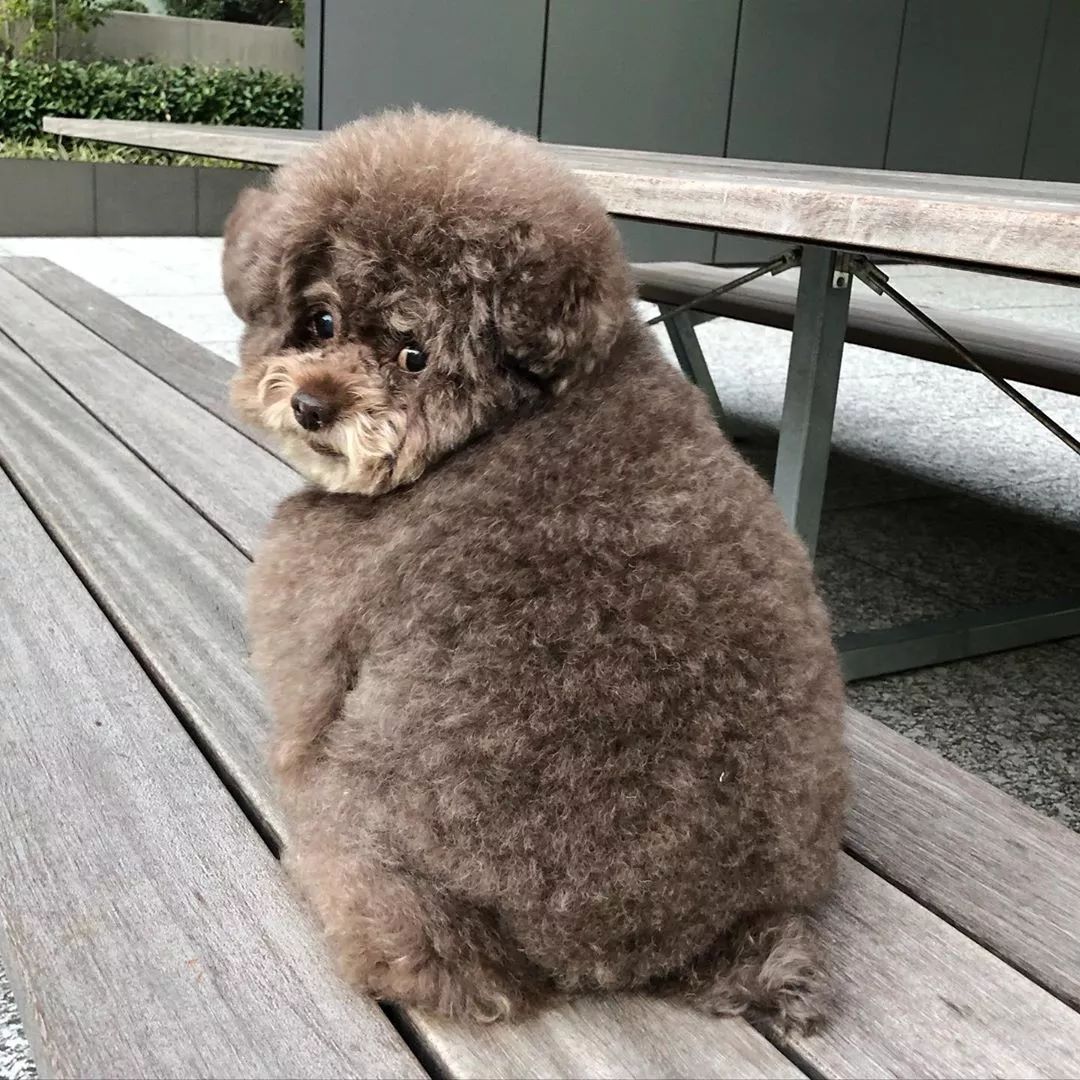 在路边看到一只狗狗,路边看见一只泰迪