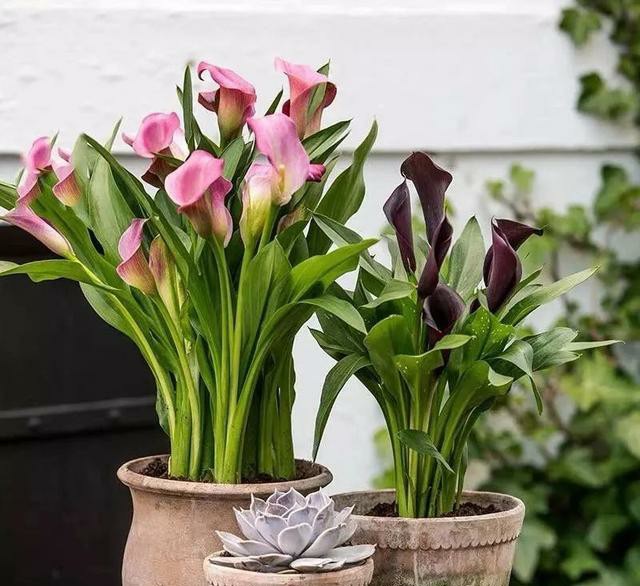 马蹄莲夏季怎么养才能开花快,马蹄莲怎样养才能爆花