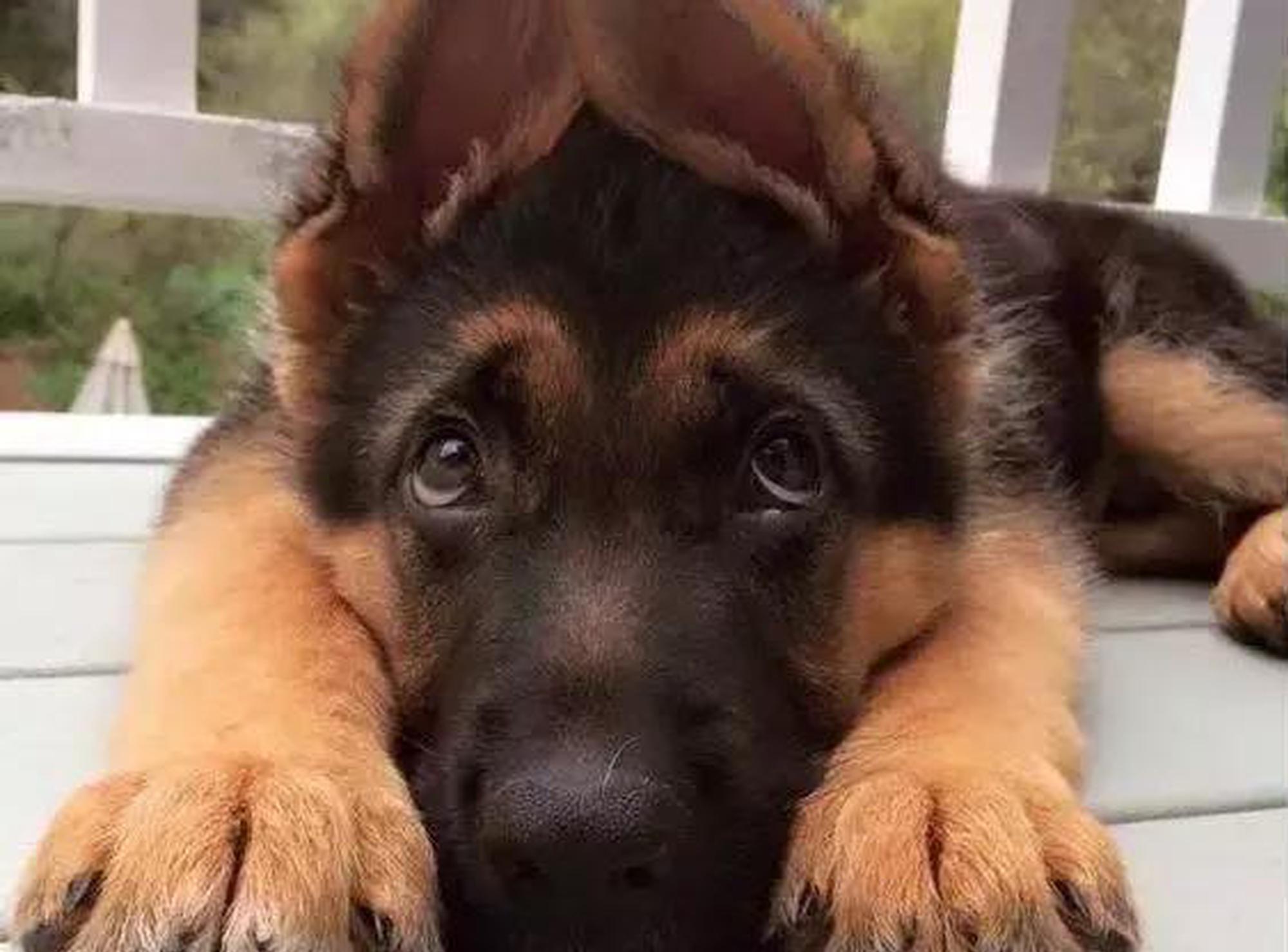 容易训练不容易掉毛易养的小型狗,最好养的狗又干净又不掉毛不咬人