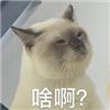 猫在啪啪啪的时候，也有快感吗？