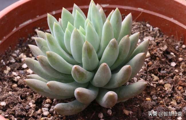 它像个小刺猬，一定会萌到你，并且花语还是积极的、有善意的