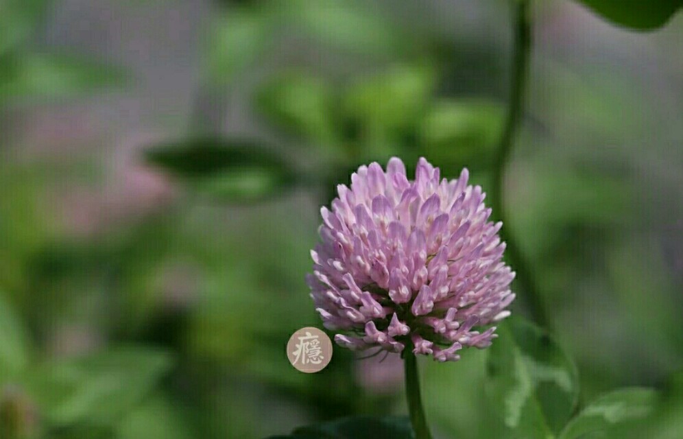 植物图鉴素材图,植物图鉴紫罗兰