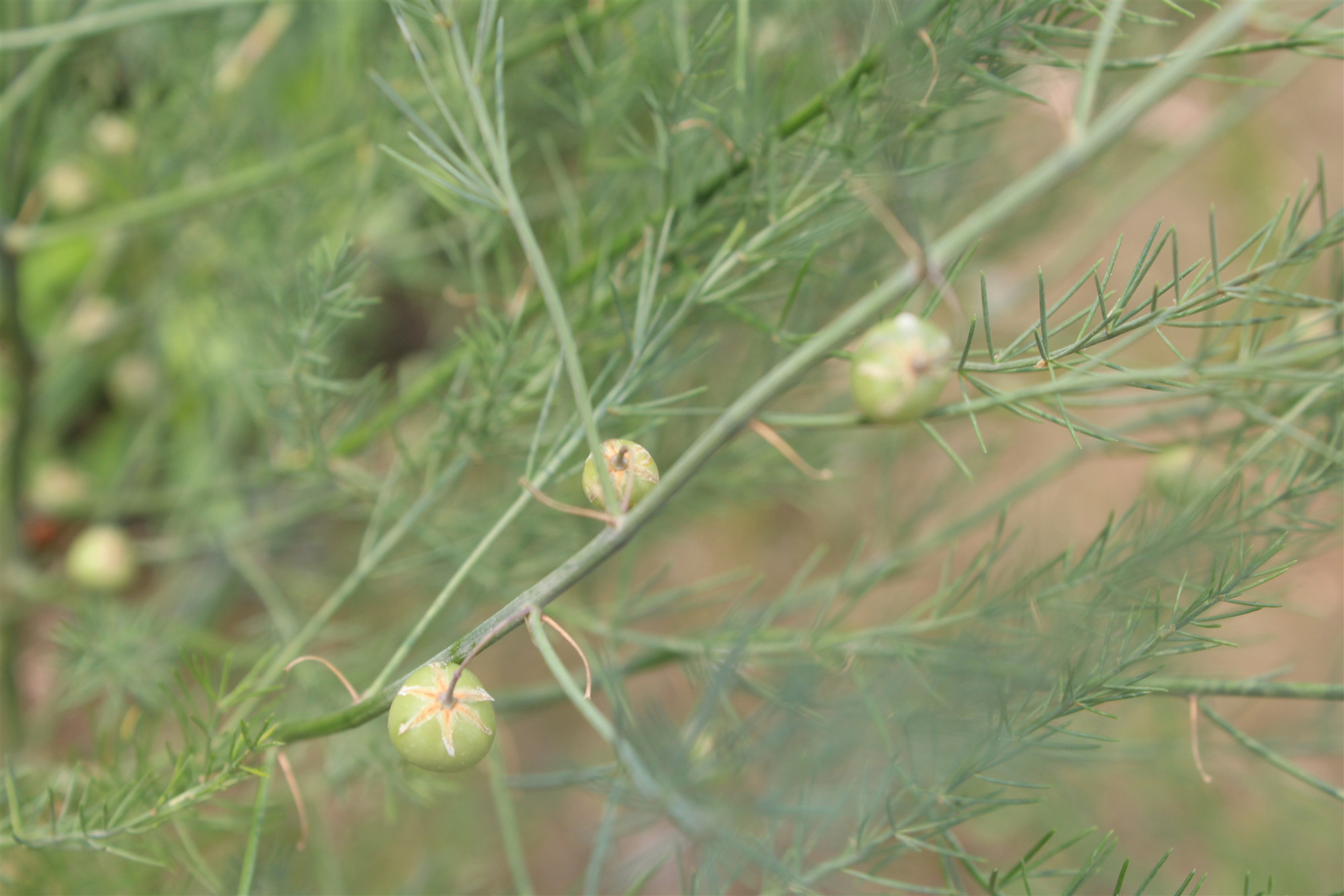 野生石刁柏图片大全,石刁柏果实的功效与作用