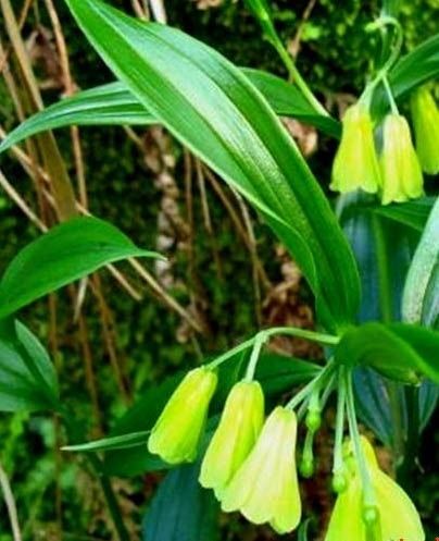 旺财旺宅小盆栽,最旺家的28种植物