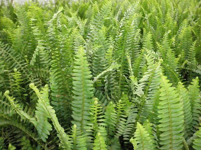地上长的蕨类,长得像虫子的蕨类