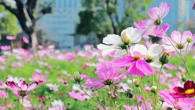 深圳主题公园推荐,深圳爱国主义主题公园