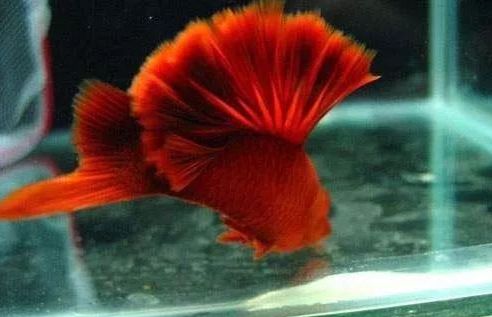 宠物鱼小型鱼教学,100种常见宠物鱼大全