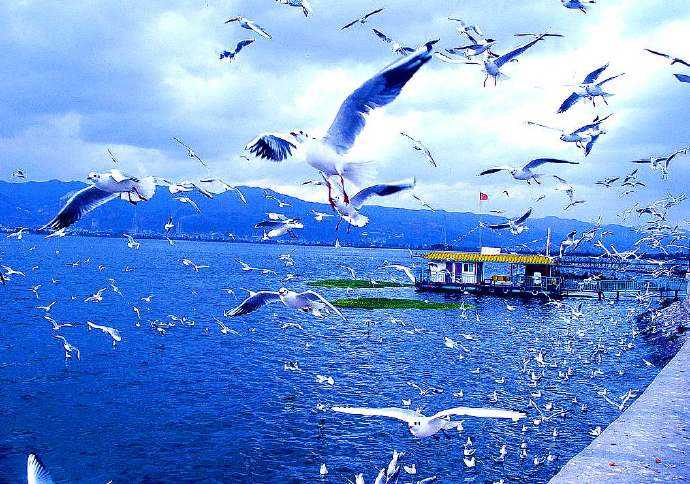 昆明最火网红打卡景点4月份花海,昆明不值得去的景点