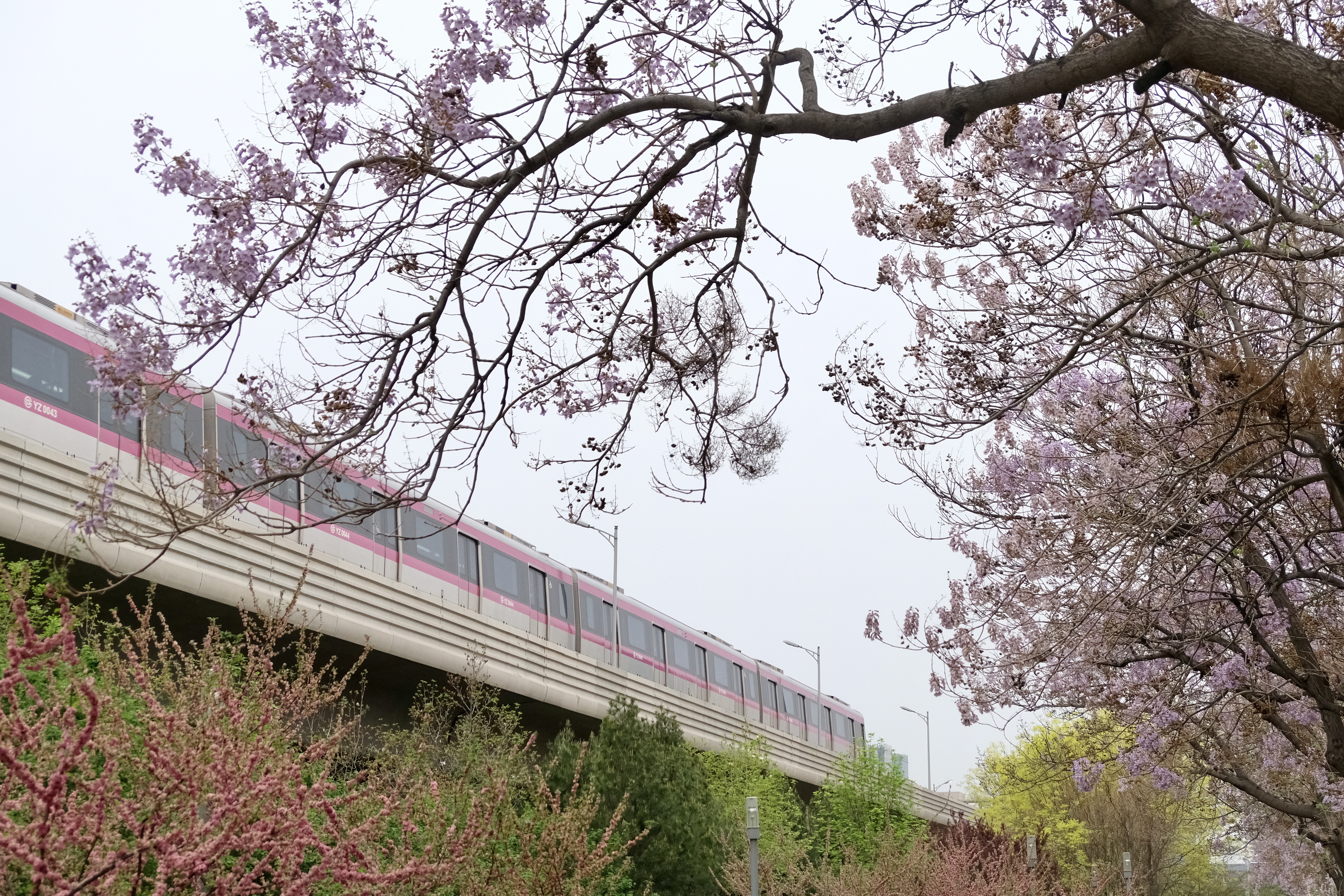 开往地铁上的春天,开往春天的地铁邂逅京城的花开
