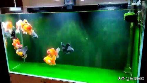 缸内怎么除藻,养鱼除藻