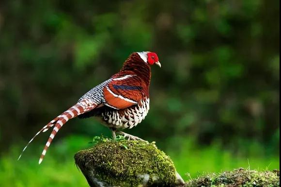 中国的植物多样性保护,全国林草生物多样性保护成就展