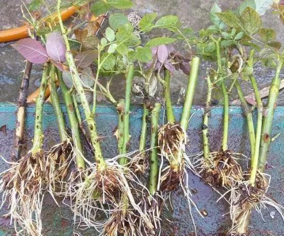 生根剂不用花钱买教你在家自己做,不用花钱在家可做万能生根剂