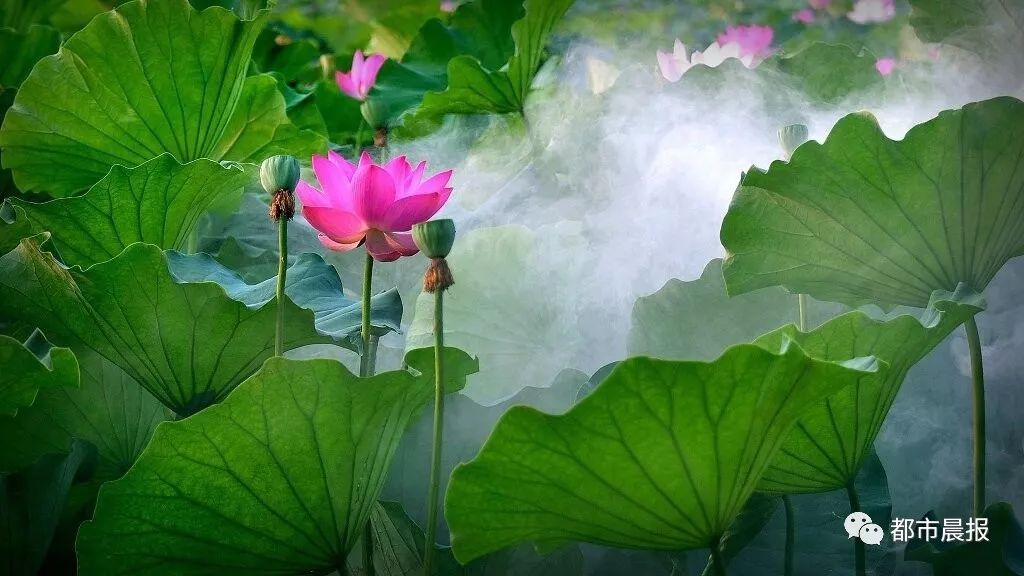 徐州荷花欣赏景区,徐州云龙湖赏荷花