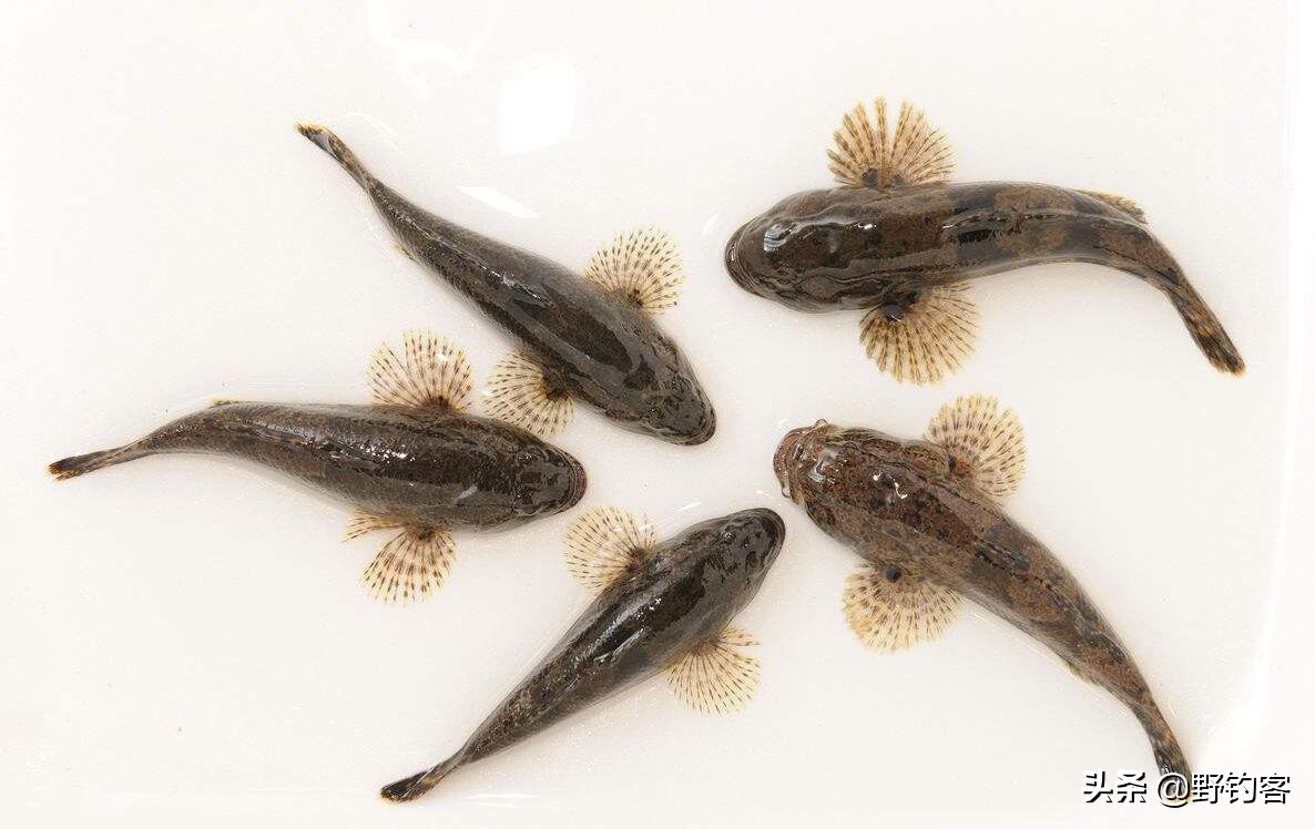 沙塘鳢可以作为观赏鱼吗,常见河鱼沙塘鳢