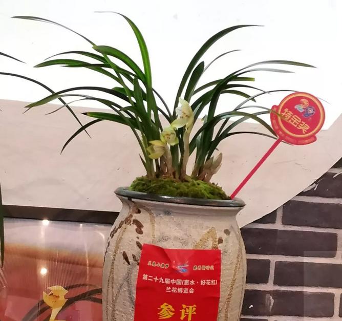 惠水第29届兰博会兰花获奖图片,惠水国际兰花展