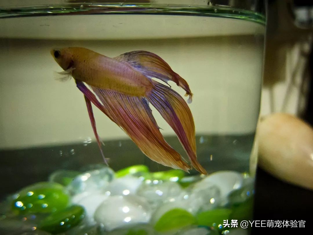 泰国斗鱼同品种不同色杂交会怎样,泰国斗鱼从出卵到长大过程