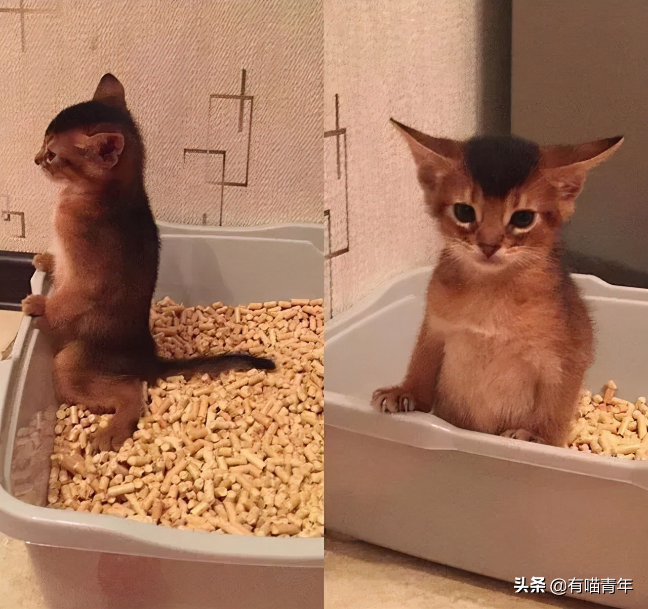 猫咪拉屎姿势好笑,猫咪拉屎搞笑表情