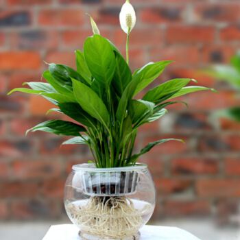 养花就养这6种简单又好看,养花用什么绿植好看又实惠