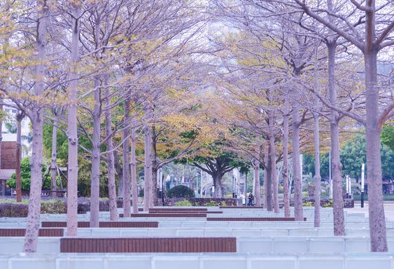 鸽群飞翔，厦门最大的全开放广场公园
