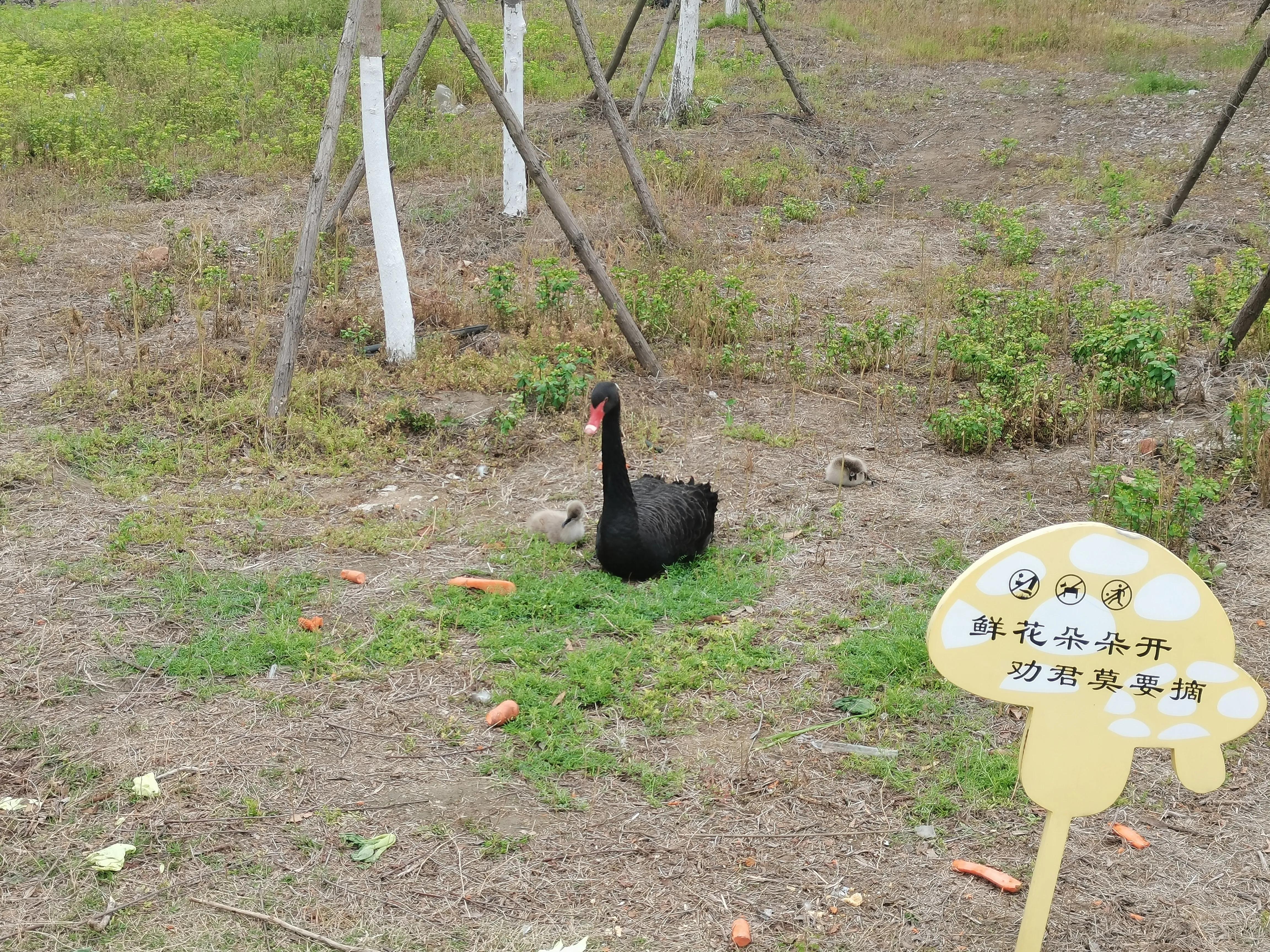 宿州火车站到宿州野生动物园,济南野生动物园和宿州野生动物园