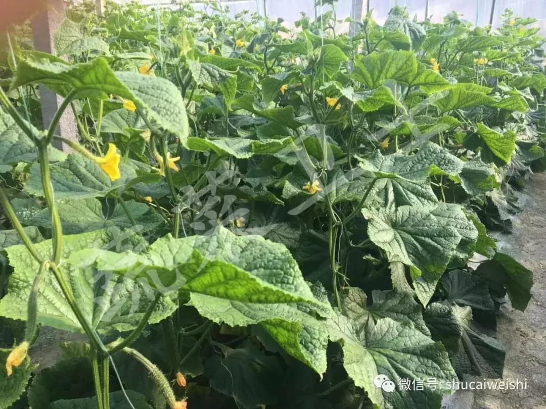 黄瓜流胶还能吃吗,黄瓜流胶病是什么原因导致的