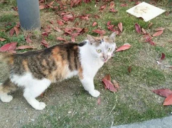 田园三花猫聪明吗,田园三花猫是招财猫吗