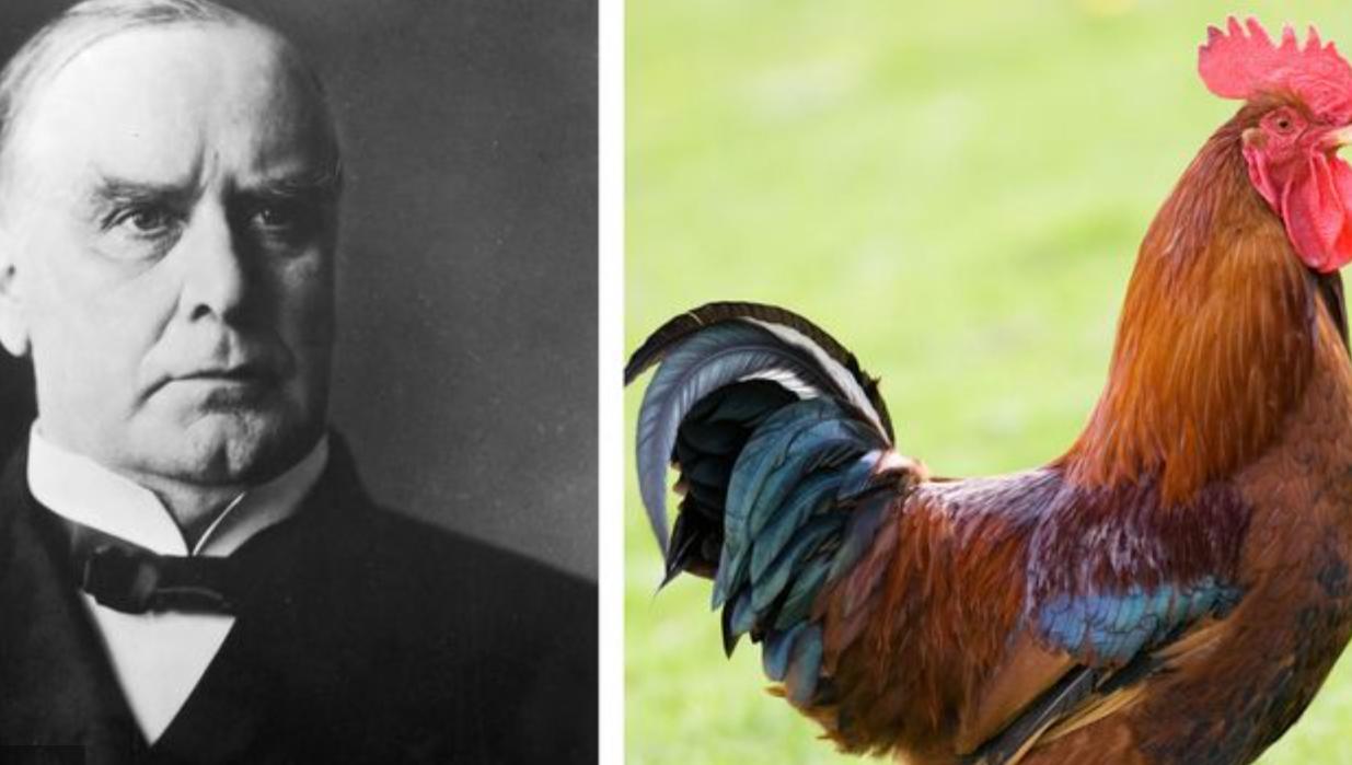 白宫动物简史：鸡、猫、狗、鸟、马、鼠、浣熊，甚至还有鬣狗