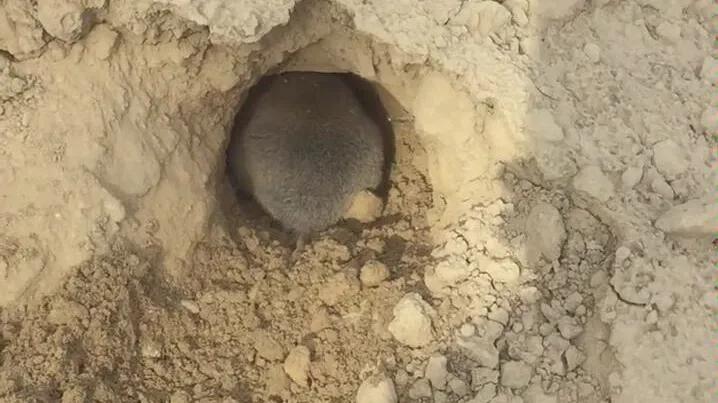 猫和老鼠的传说民间,猫和老鼠的传说图片