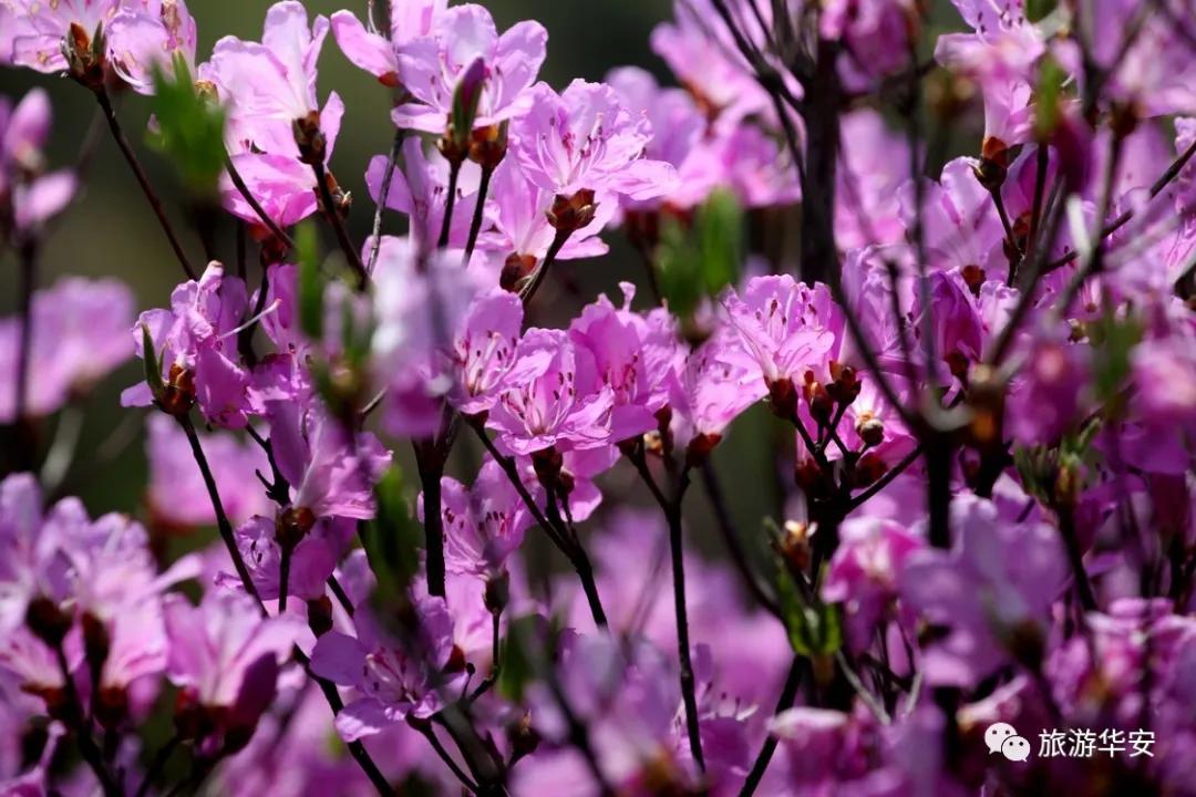 春风十里不如你，我在华安等着您