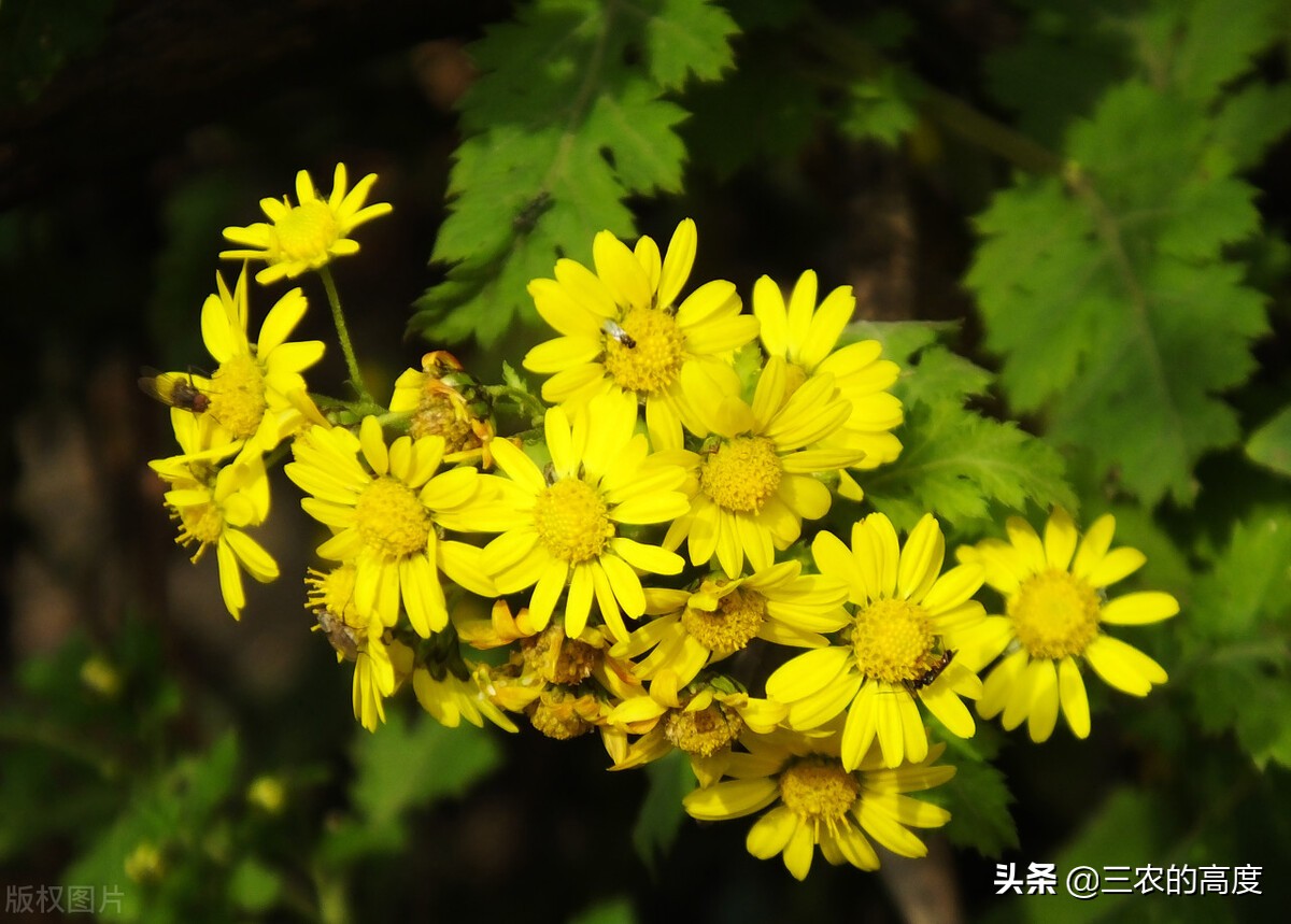 酷似旋覆花，却有傲霜耐寒的品质，泡茶清香扑鼻，霜降采摘正当时