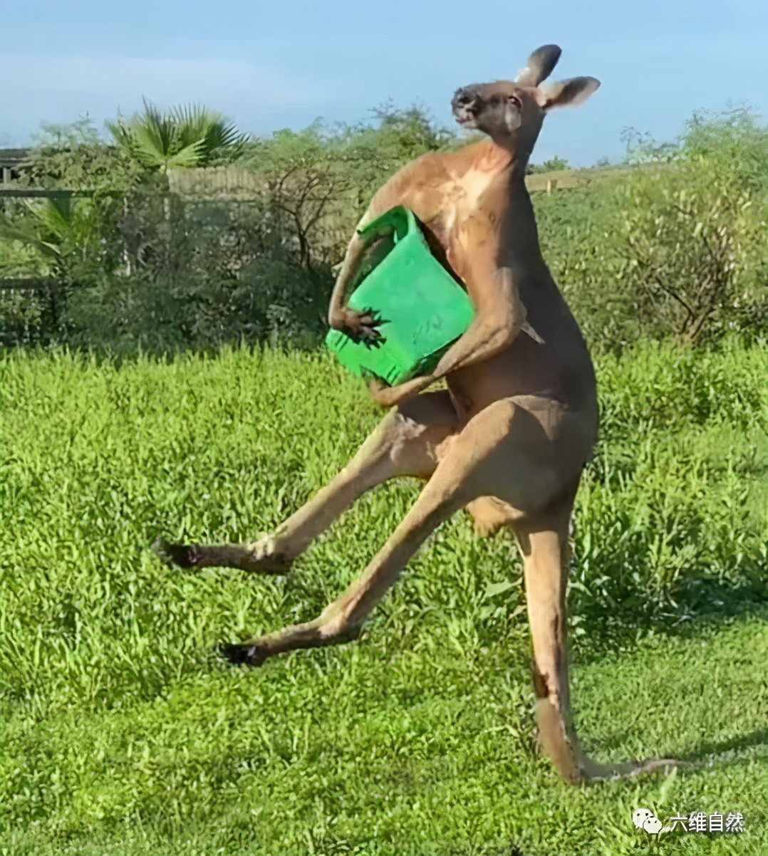 美国动物园内一袋鼠用尾巴站立,世界上最强壮的一只袋鼠