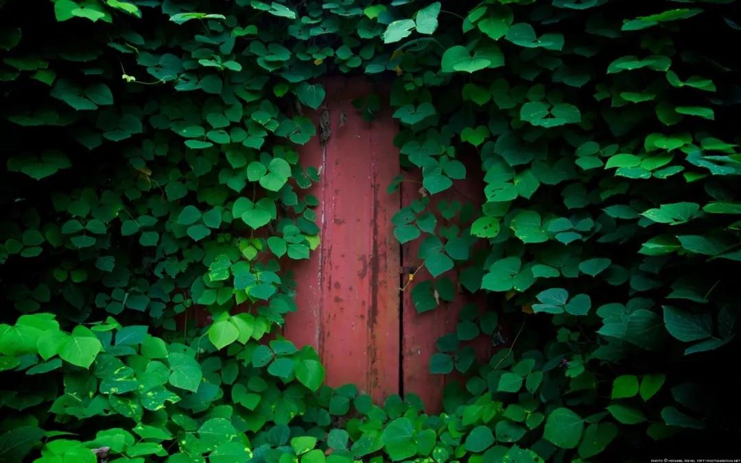 冯唐：不要脸，不害怕，不焦急