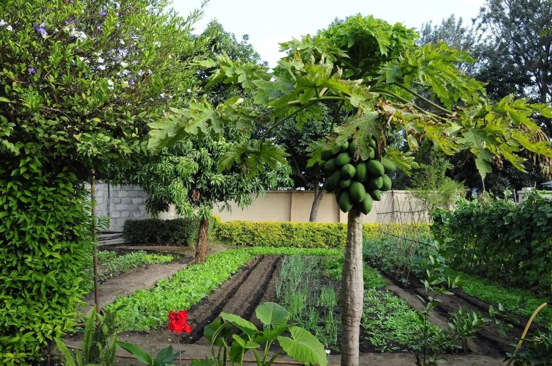 种植小树苗的正确步骤图片,新种植的小树苗一个月能长啥样