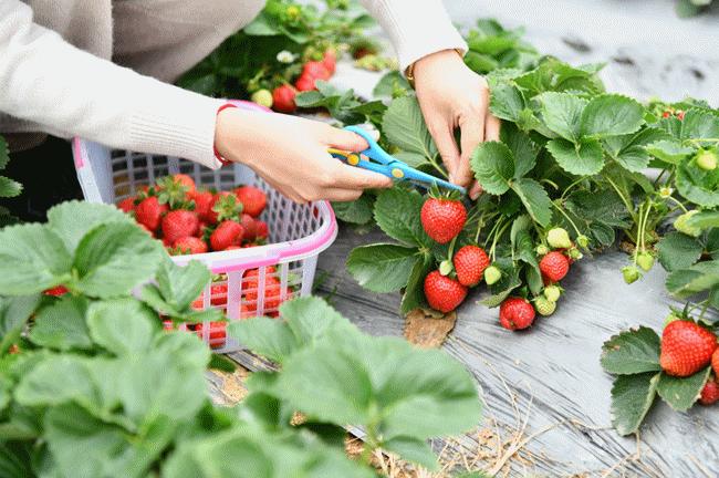 女神节优惠门票深圳,女神节深圳游玩攻略