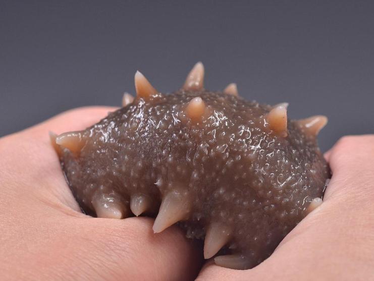 怎么样辨别海参是否是真的,怎么辨别海参是否是真的