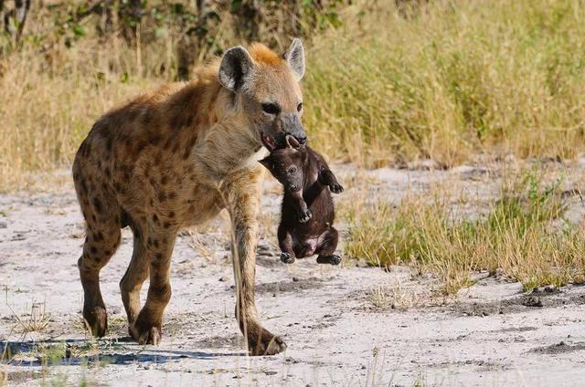 平头哥对上“非洲二哥”谁会赢？一个是真“虎”，一个是真牛