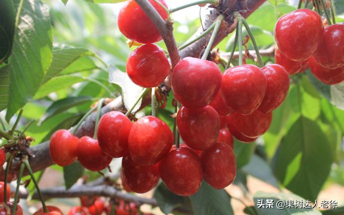 樱桃好吃树难栽大樱桃树视频,樱桃好吃树难栽口难开