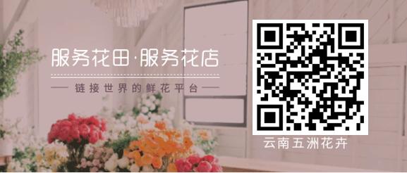 最美母亲节完整版,最美康乃馨母亲节