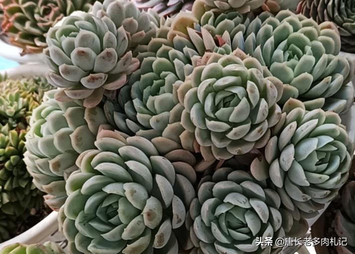 绮罗多肉怎么养出状态,多肉绮罗和碧桃外形的区别