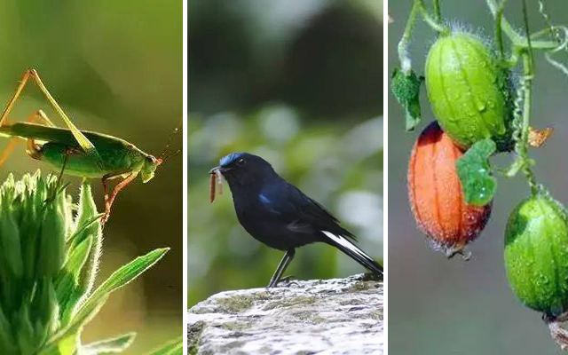 二十四节气立夏ppt课件免费,二十四节气立夏视频