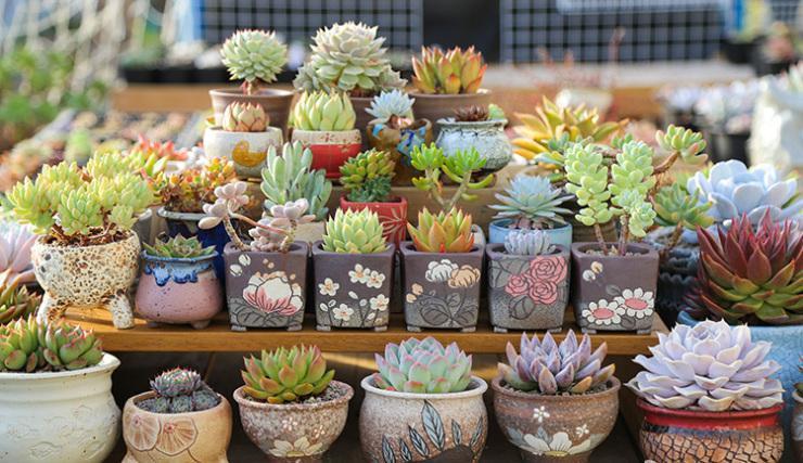 气温高的夏天多肉如何养护,高温夏天多肉怎么养出状态