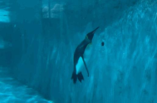 小梅沙海洋世界套票2021,小梅沙海洋世界门票