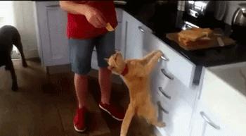 自从有了橘猫，我终于体会到什么叫“十橘九渣”！