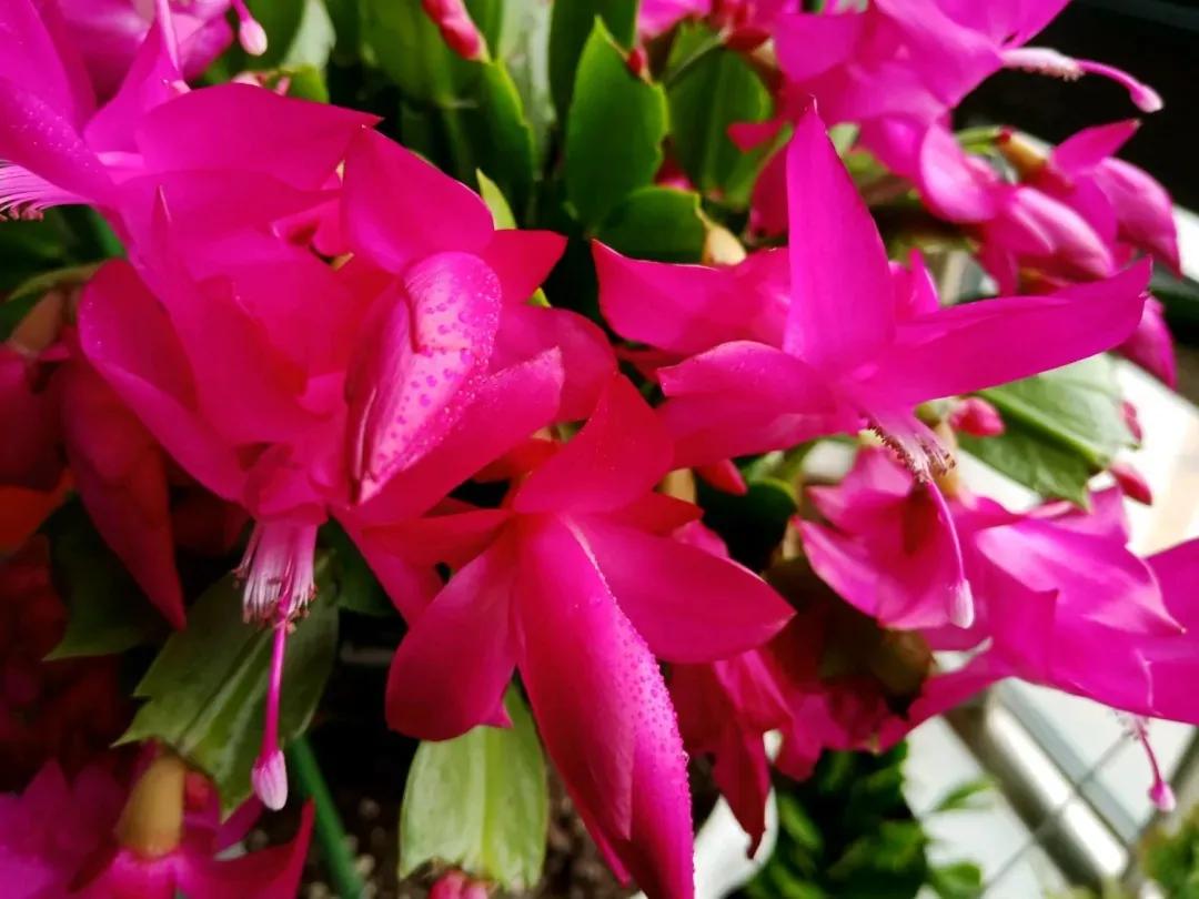 蟹爪兰一盆3个颜色,蟹爪兰100品种图片