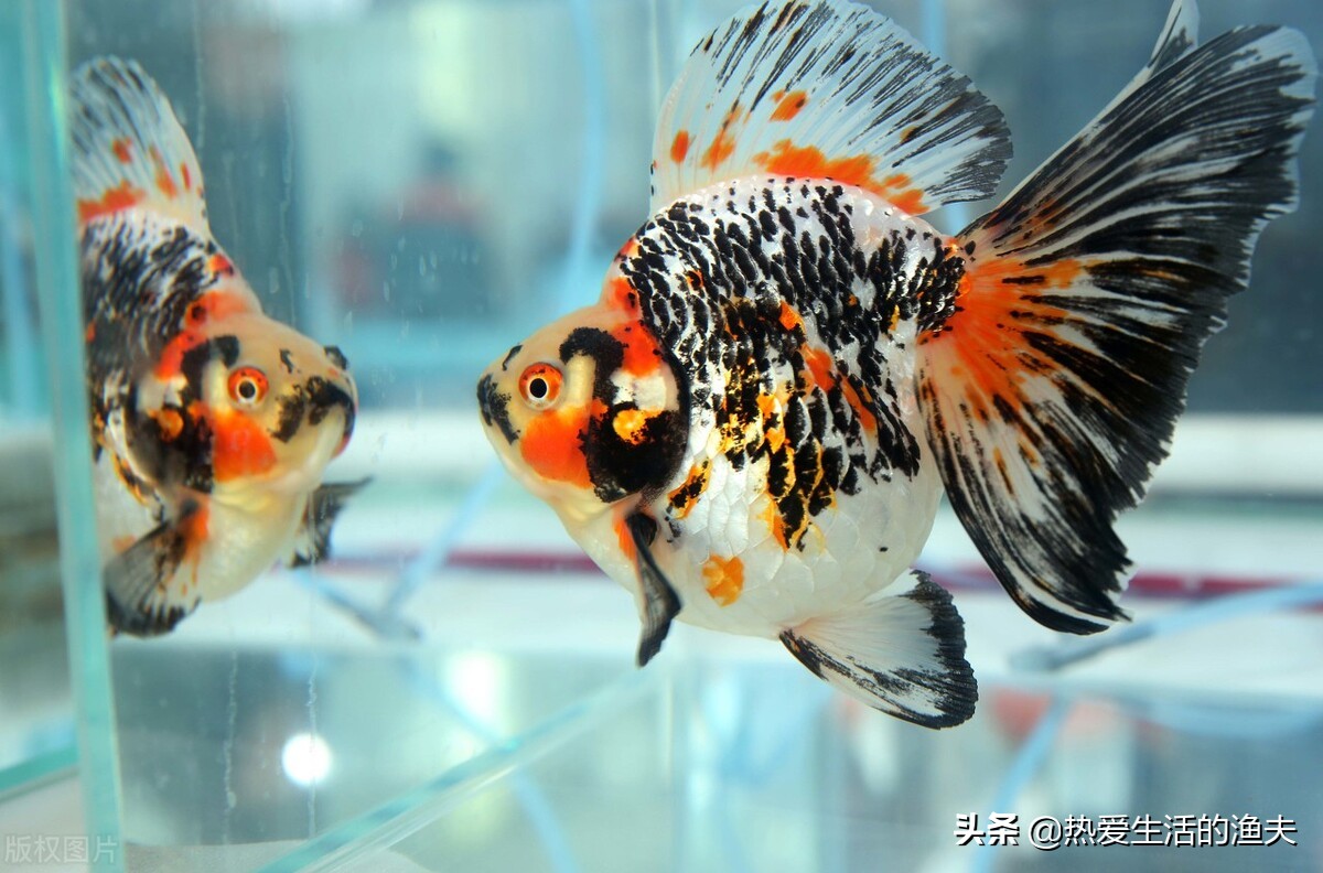 养金鱼彻底换水的正确方法,养金鱼多长时间换一次水怎么换水