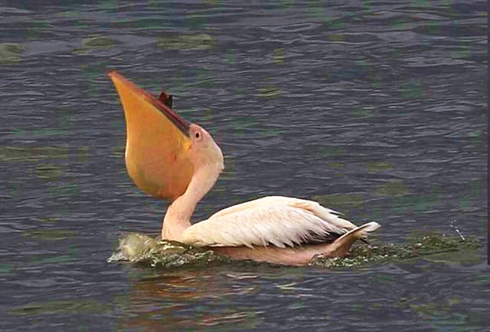 骆驼鸟大嘴如网兜，捕到大鱼后，还会让鱼在嘴里滚3分钟才吞下