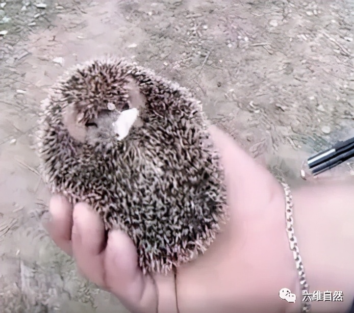 刺猬常常把它的身体缩成一个圆球,刺猬受到惊吓缩成一个球