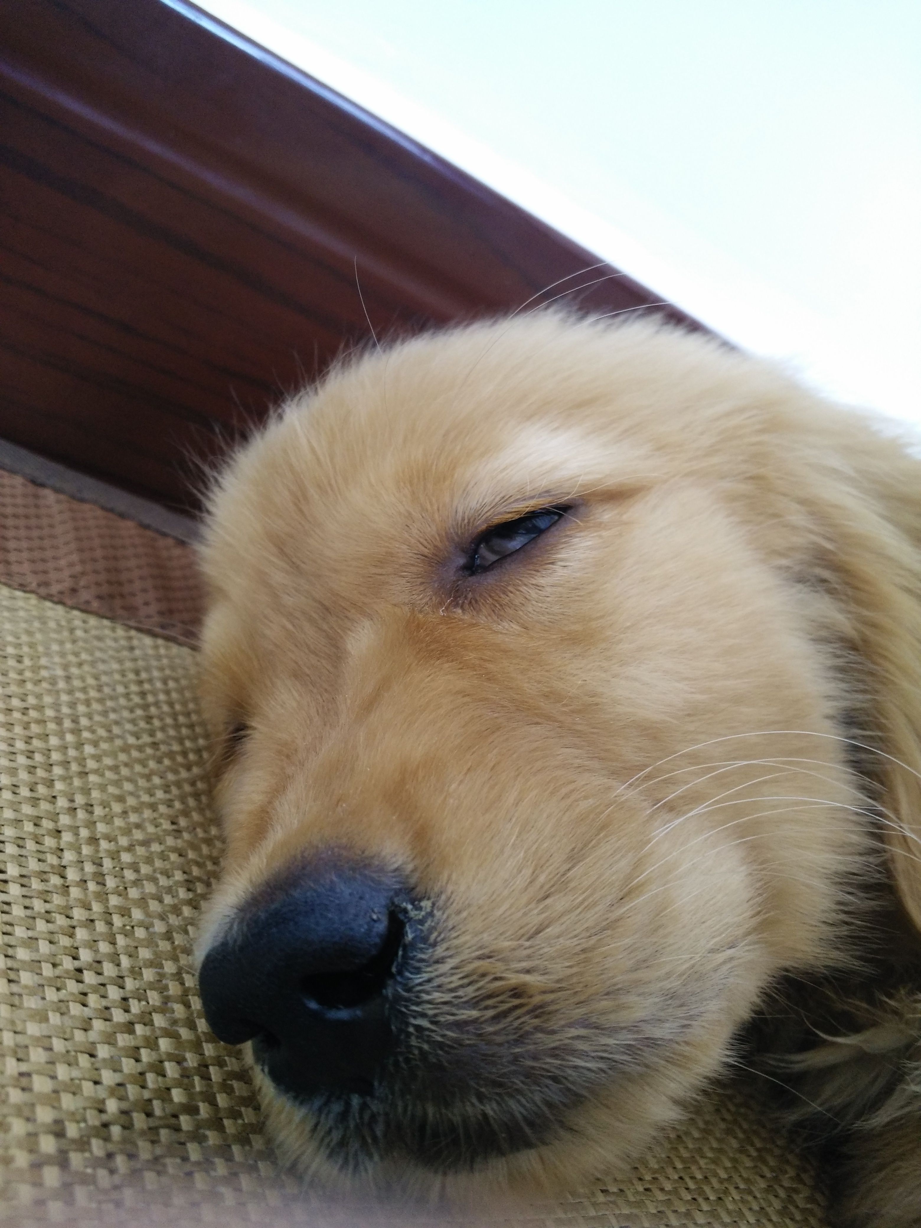 金毛幼犬泪痕是什么原因引起的,金毛犬吃了自制狗粮有泪痕